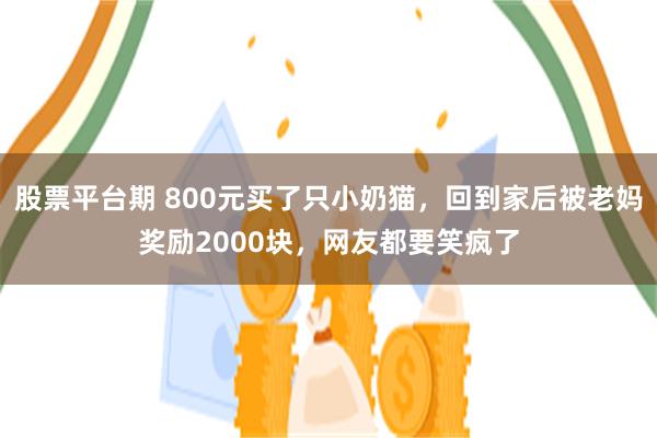 股票平台期 800元买了只小奶猫，回到家后被老妈奖励2000块，网友都要笑疯了